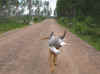 Eros m mås.jpg (95359 byte)